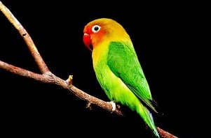 Parrot-Name-in-Hindi