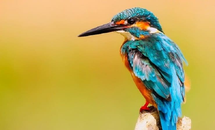 10 पक्षियों के नाम हिंदी में, 10-pakshiyo-ke-naam-hindi-me